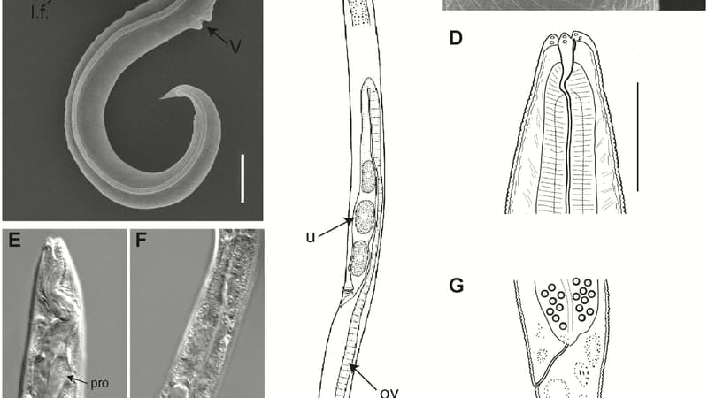  Panagrolaimus kolymaenis: Il se réveille apres 46 000 ans