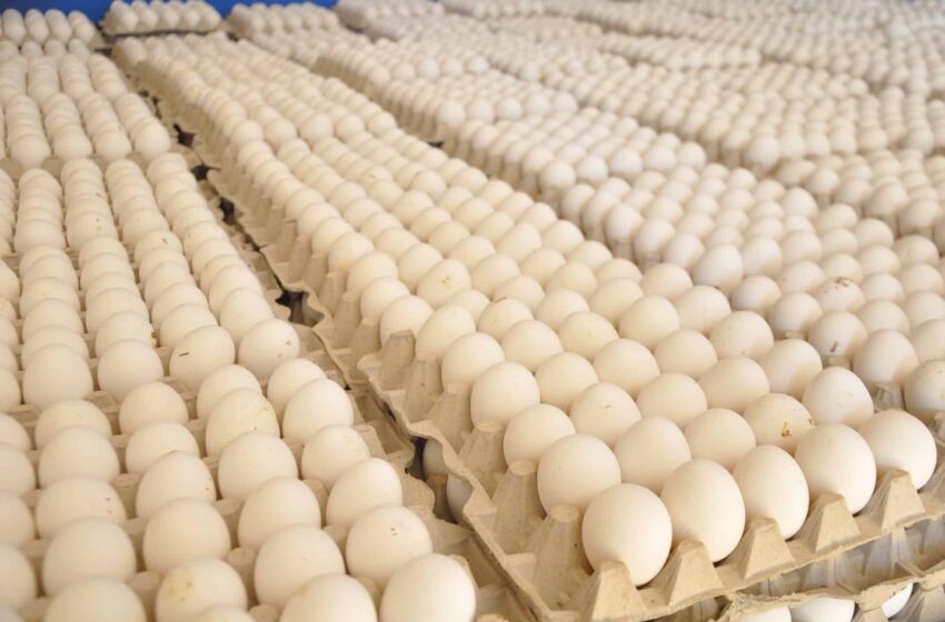 Réduction du prix des œufs en République Dominicaine