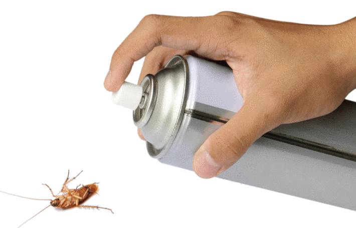  Comment Eloigner les cafards de la maison : quelques astuces